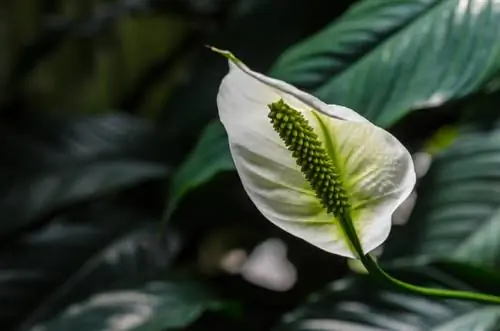 Propagation des lys calla d'intérieur : graines ou division des tubercules ?