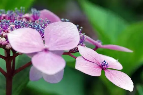 Hortensia-blomme: fassinerende kleure en versorgingswenke