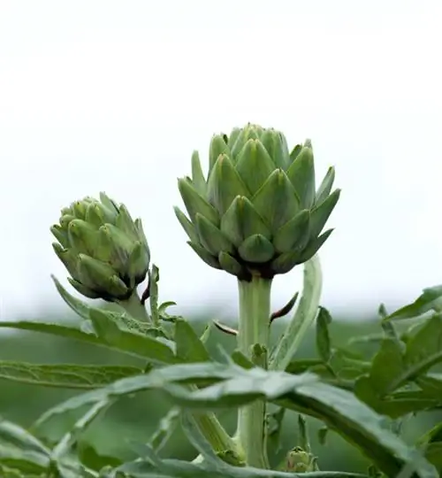 Budidaya artichoke