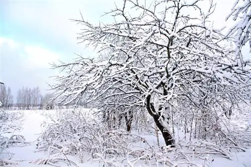 Alcatraces en invierno