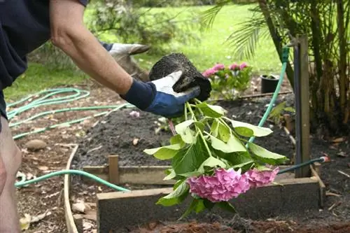 Hydrangea отургузуу убактысы