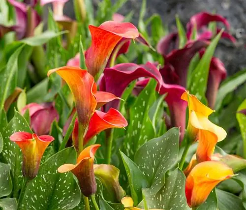 Calla Bakımı: Sağlıklı ve Çiçek Açan Bir Bitki İçin İpuçları