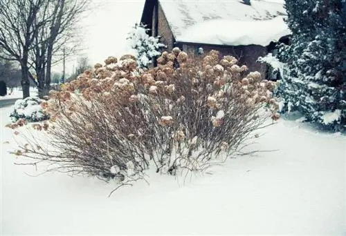 Zijn alle hortensia's echt winterhard? Belangrijke feiten