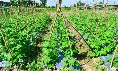 Komkommers buiten planten