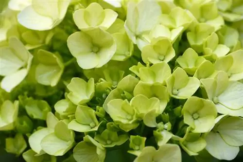 Hortensia endrer farge