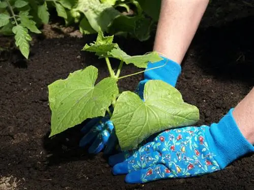 Refine cucumbers: increase yield and extend harvest