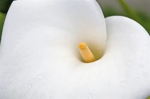 Calla-blomme: Alles oor kleure, vorms en lang lewe