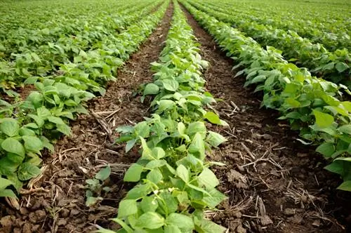 Bush bean cultivation