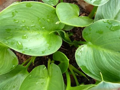 Folhas de calla: por que ficam amarelas e o que ajuda