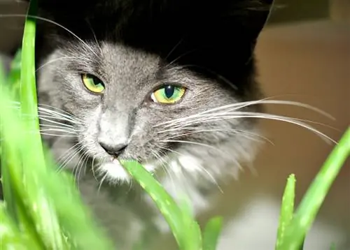 Animais de estimação com aloe vera