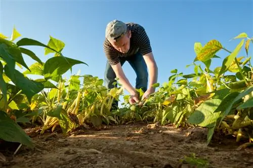 Harvesting bush beans