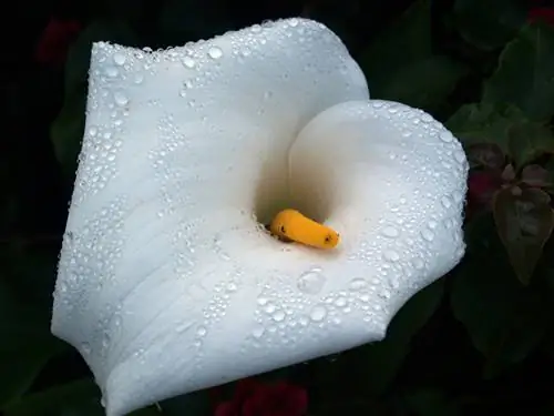 Calla water vereistes