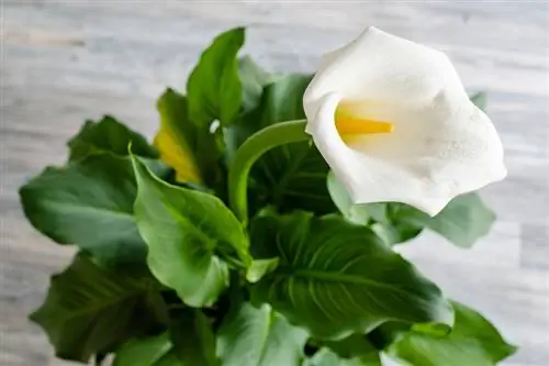 Preserve calla flowers: optimal fertilization made easy