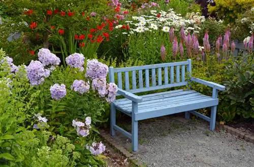 Tetangga tanaman hydrangea