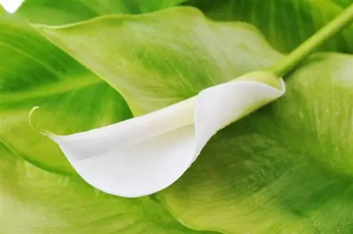 Les feuilles de Calla jaunissent