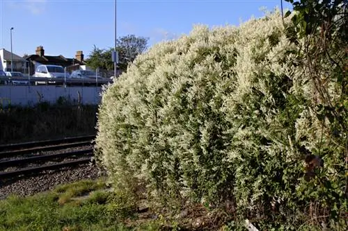 Kukata knotweed: Lini na jinsi ya kuifanya vizuri