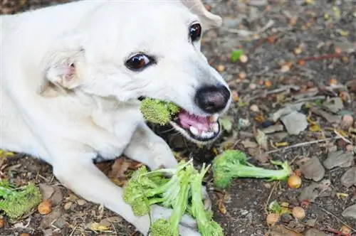 brokoli-untuk-anjing