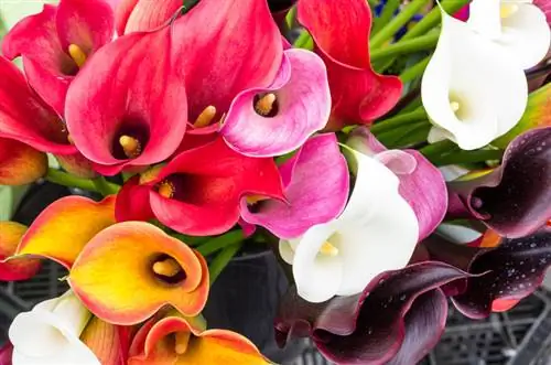 Calla blom kleur