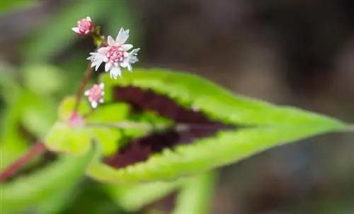 Lanka knotweed: Viehättävä perenna varjopenkkiin