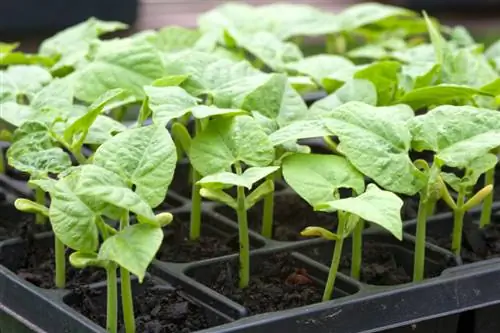 Plantar frijoles arbustivos en el jardín: instrucciones y consejos