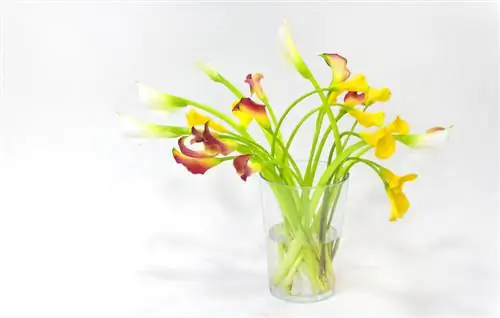 Bunga lili Calla di dalam vas Bunga lili Calla di dalam vas