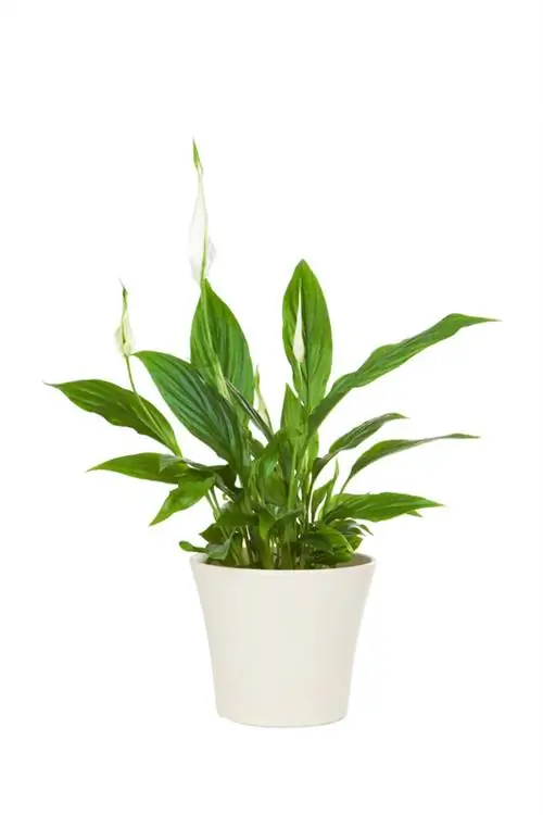 Calla lilies in pots: location and care instructions for beautiful flowers