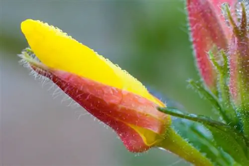 Teunisbloem in de tuin: wanneer begint de bloeiperiode?