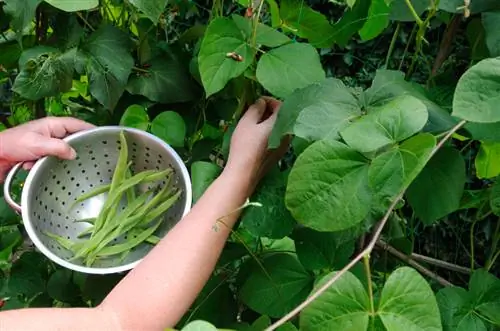 Colheita de feijão verde: dicas para feijão fresco e rico em vitaminas