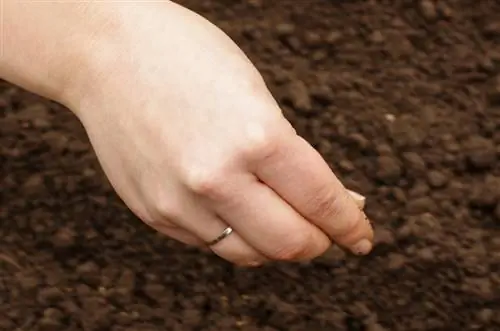 Noćurka u bašti: setva, njega i zimovanje