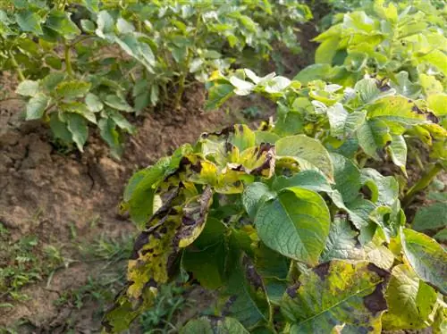 bean pest diseases