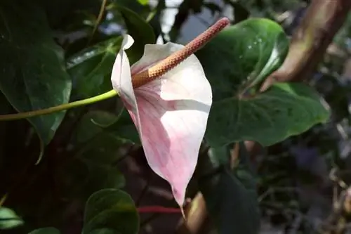 Sow calla lilies