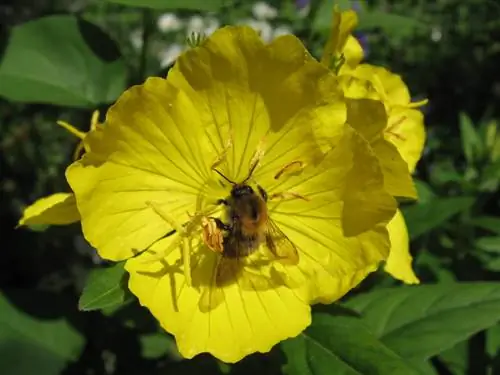 Enotera in fiore: come posso prendermene cura adeguatamente in giardino?