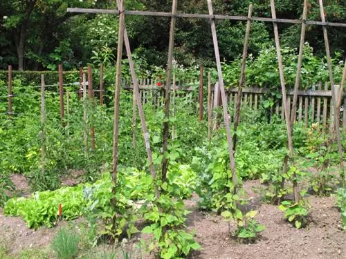 Plant runner beans