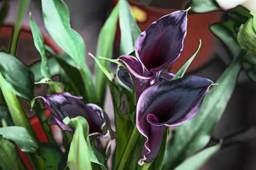 Calla-bloemen: kleurrijke variëteiten voor tuinliefhebbers