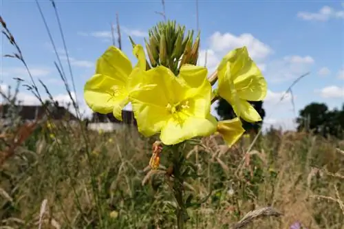 Evening Primrose: Temukan lokasi ideal untuk bunga yang kuat