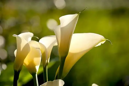 Calla lily መስፈርቶች