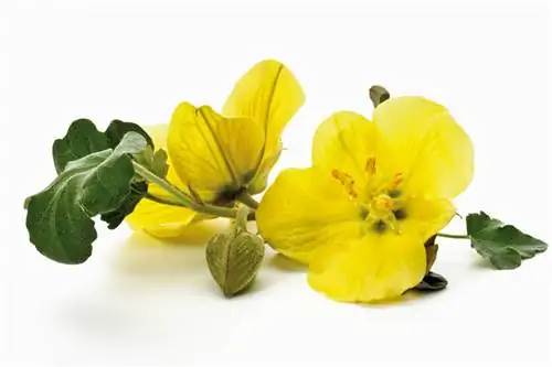 Evening Primrose: Dapat dimakan, sehat dan dekoratif untuk dapur