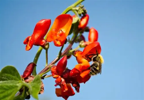 Grow runner beans: beautiful flowers and a delicious harvest