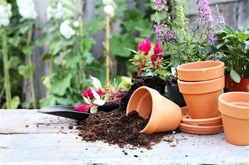 Pottering av calla liljor: Rätt tid och instruktioner