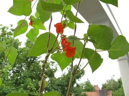 Frijoles en el balcón: cómo cultivarlos y cuidarlos