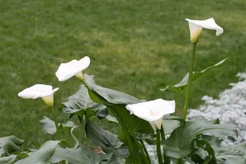 Is de calla winterhard? Alles over hun overwintering