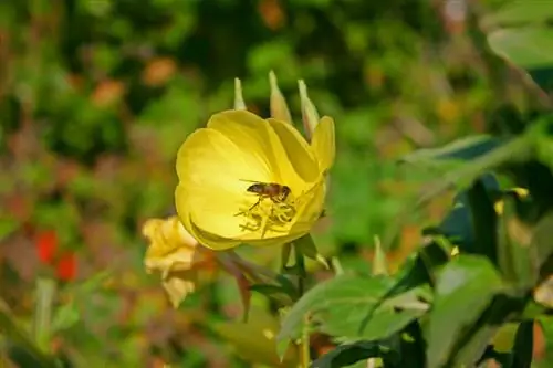 Menyebarkan Evening Primrose: gambaran umum tentang tiga metode efektif