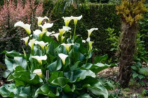 Overwinter calla