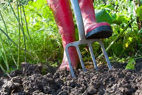 Fertilizar frijoles: ¿Cuánto es óptimo para una buena cosecha?