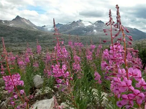 Fireweed