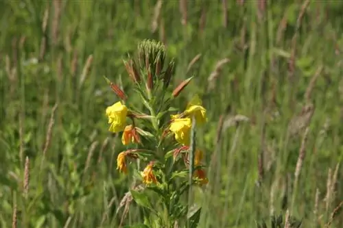 Teunisbloem vervaagt