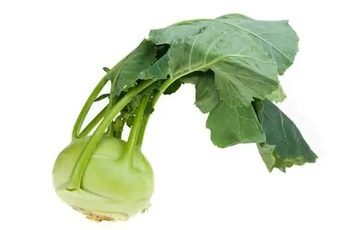 Planting kohlrabi: instructions for a successful harvest