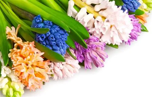 Hyacinth species: splendor of color and fragrance for your garden