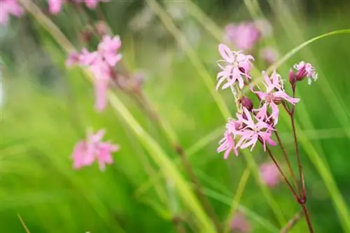 Lychnis flos-cuculi профилі