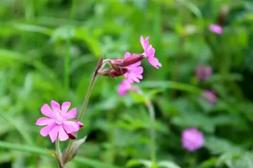 Anjers: eenvoudige verzorgingstips voor prachtige bloemen